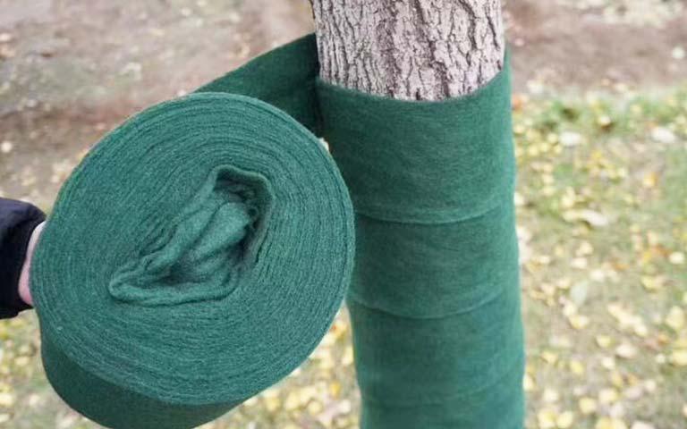 缠树带